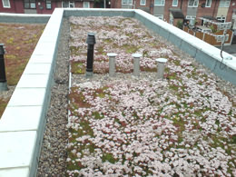 green roof